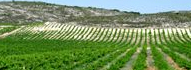 Viñedo
